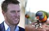 Paid Leave Porter Spends Morning Trying To Feed 24 Panadol Rapids To A Local Rainbow Lorikeet
