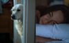 Dog Patiently Waits Until Owner Is Sound Asleep To Check Out What’s Going On In The Bedroom