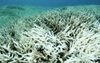 Government Horribly Offended Rest Of World Now Aware Of How Few Fucks They Give About The Reef