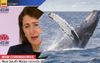 New South Wales Records 38 New Ca… OMG Did You See The Whales Off Coogee This Morning?!