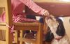 Lifelong Bond Forged As Kid Quietly Slips Vegetables Under The Table