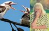Kookaburras Really Reacting Quite Inappropriately To Elderly Woman Having A Fall