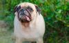 Federal Government Appoint 11-Year-Old Toothless Pug To Lead Commonwealth Corruption Commission