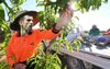 Djokovic Sent To Pick Fruit Out The Back Of Griffith After Arriving In Melbourne With Wrong Visa