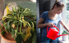 Spoilt House Plant Dramatically Droops Onto the Floor After Owner Narrowly Misses Watering Window