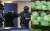 Operation Iceberg: QLD Police Arrest 39 Men In Relation To Major Lettuce Trafficking Syndicate