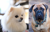 Local Cafe Applauds As Brief Glare From Bullmastiff Shuts Up Yappy Pomeranian
