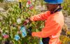 Farm Worker Gets Paid In Cash After Landing Lucrative Agricultural Job At Cash Farm