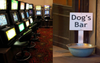 Local Pub Celebrates Complete Gentrification After Replacing Pokies With Dog Bowls