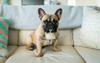 Upper Class Dog Has ‘A Condition’