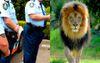 Mosman Cops Reveal They Had The Biggest Boners Over Possibility Of Shooting A Couple Lions ￼