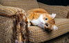 Spoilt Moggy Given Sacrificial Chair After Refusing To Take To Cat Scratcher