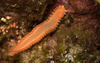6 Gross Objects That Could Be Touching Your Feet In The Surf