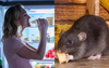 Local Woman Rummages Fridge For Single Slice Of Cheese To Nibble On Like The Little Rat Girl She Is