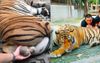 Drugged Chiang Mai Tiger Found To Have More Life Than Entire Wests Tigers Team