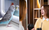 Local Woman Seen Transforming Into A Budgie After Being Seated In Front Of A Reflective Surface