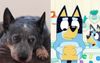 Blue Heeler Now Too Self-Conscious To Go For A Swim In The Creek After Shameful Bluey Fat-Shaming