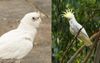 Report: Corellas Just Working-Class Cockatoos