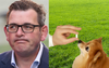 Poll Finds Dan Could Poison Dogs In Fitzroy Gardens And Voters Would Still Prefer Him Over Victorian Libs