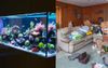 Suburban Weed Dealer’s Extravagant Fish Tank In A Far Better State Than His Own Enclosed Habitat