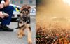 NSW Police Begin Fostering Sniffer Dogs Now They No Longer Have 40,000 Lives To Ruin In Byron
