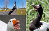 Man Shudders Learning About Magpie Geese, Combination Of Nation’s Most Antisocial Birds