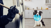 Dog That Was Meant To Protect Family From Crime Wave Asks Burglar To Play Frisbee