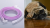 Desexed Pug Finds Himself Daydreaming About Those Blissful Few Hours He Had With A Breathing Tube