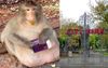 Launceston Pleads With Mainlanders To Stop Giving McNuggets To Their Famous City Park Macaques