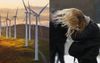 Renewables Sector Insist We Need More Wind Turbines To Justify This Shit House Windy Weather