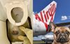 Virgin To Allow All Passengers To Bark, Shit On The Floor On New Pet-Friendly Services