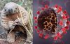 RETRACTION: A Sincere Apology To The Pangolin Community