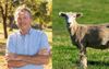 Sheep Grazier’s Warning Forces Local Farmer To Get In His Ute, Drive Out To His Freshly-Shorn Wethers And Say “Fuck It, You’ll Be Right Won’t Ya?”