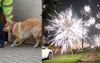 Darwin’s Doggo Population Begin Slowly Returning Home After Cracker Night Horror