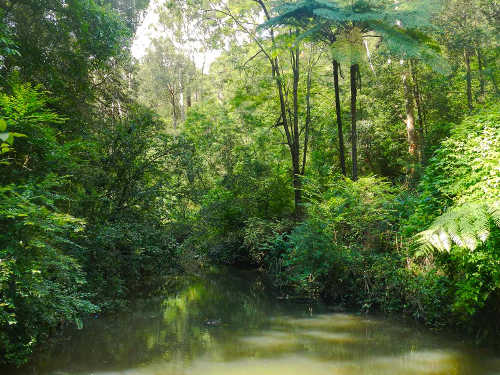 The billabong were Mr Stevenson was seen to be drinking and spearing fish from. PHOTO: NewZulu