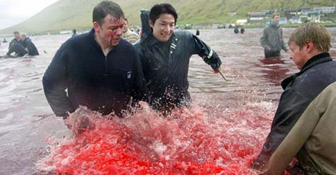 "I love the whale hunt. Those high pitch squeels sounded like I was stabbing aliens" Mr Gui enjoying himself in Norway.