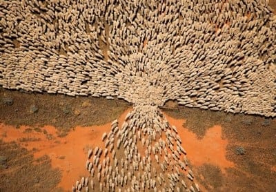 Australian photographer Scott Bridle's photo of the quintessential Aussie sheep farm. Usually not a place where people shear lambs