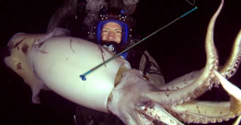 watsonsbaysquid