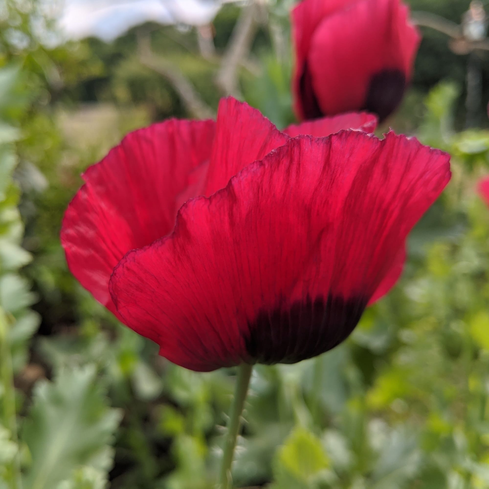 Everything under the sun