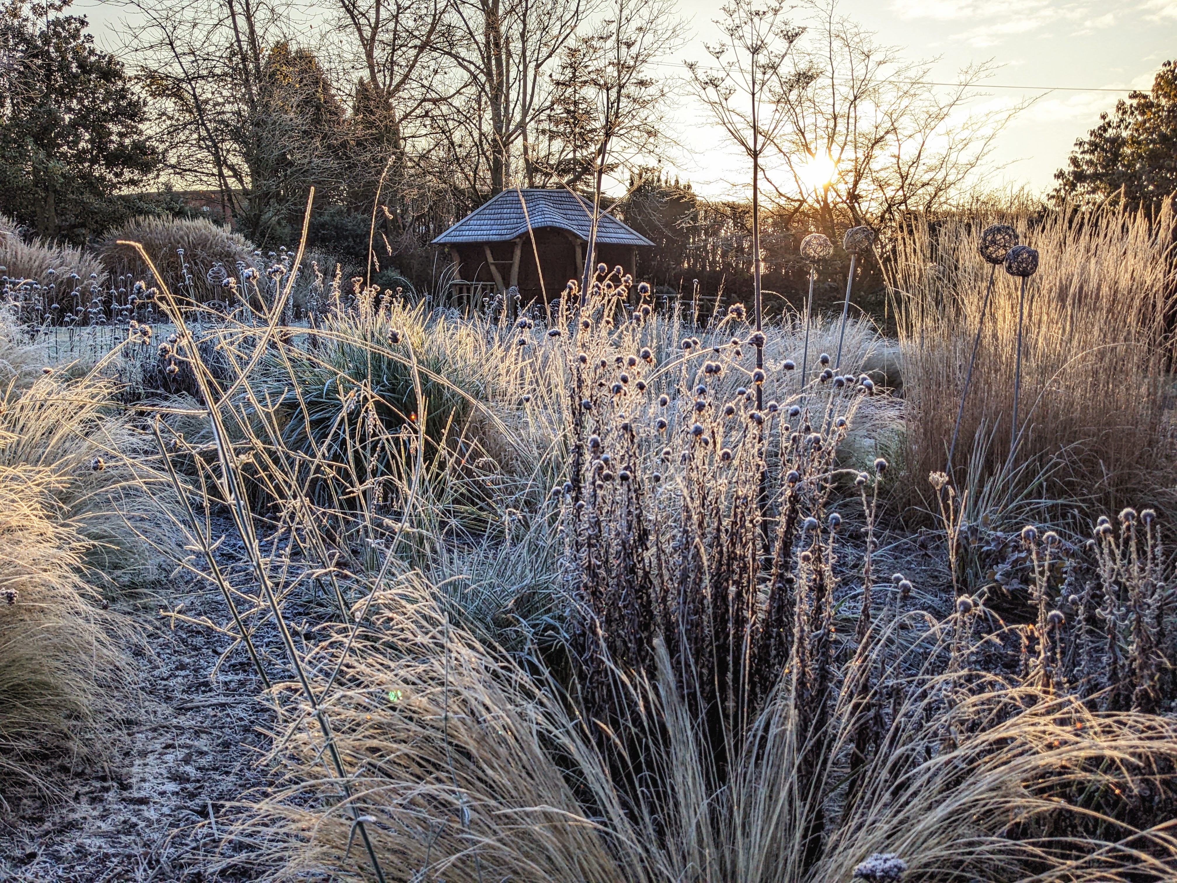 View across our herbaceous borders in the frost