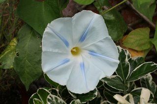 Rain - and morning glory, but only if you're up early...