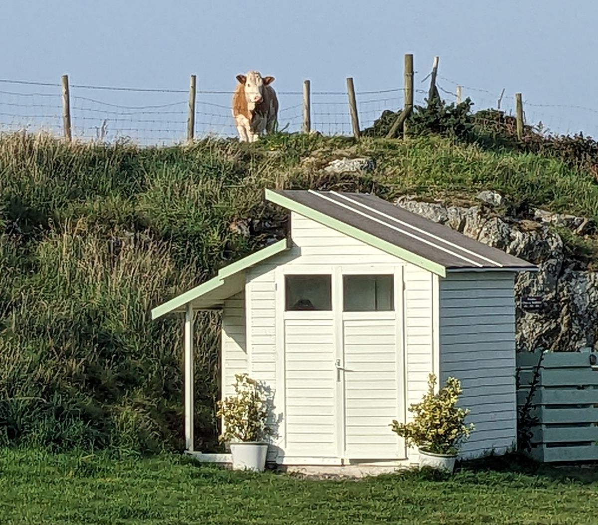 Peregrines, plumbing, and a test of Steve's patience...