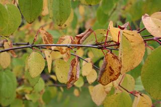 Crab apples and candy floss.