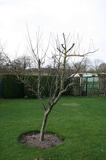 The post-Christmas lull - pruning time!