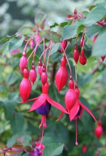 New arrivals and autumn returnees