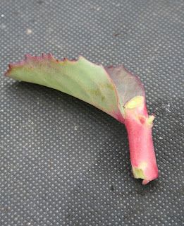 How to - propagate Sedums.