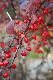 From spring to autumn in 24 hours