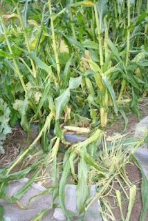 I don't believe it!!