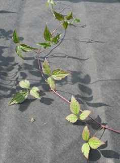 How to... take clematis cuttings.
