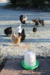 You can't beat a hardy bird...